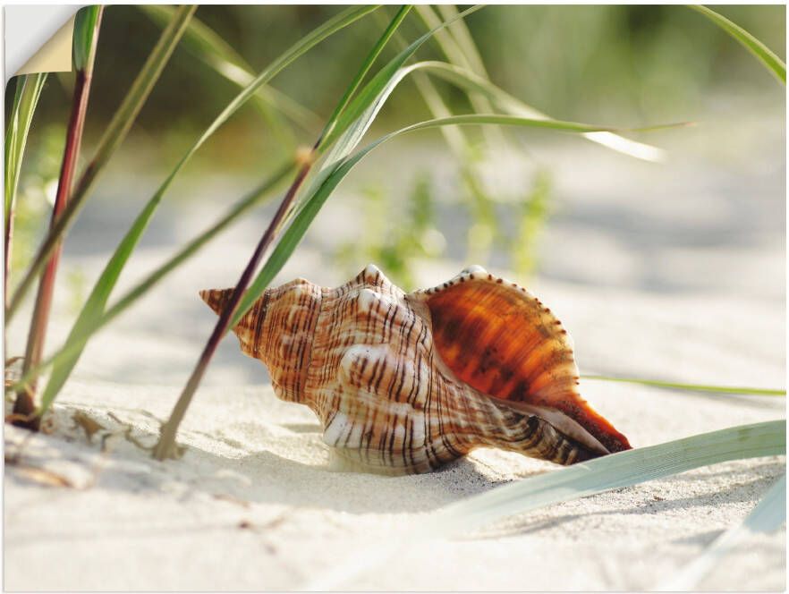 Artland Artprint Grote schelp op het strand als artprint op linnen poster muursticker in verschillende maten - Foto 4