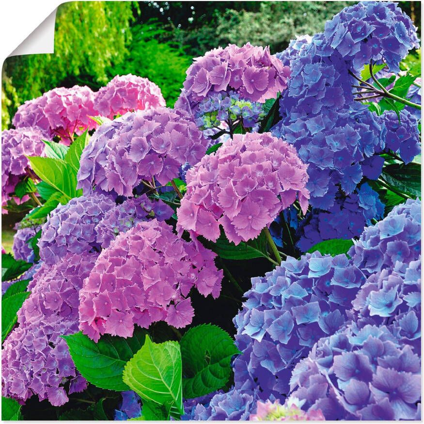 Artland Artprint Hortensia's in de tuin als artprint van aluminium artprint voor buiten artprint op linnen poster muursticker - Foto 4