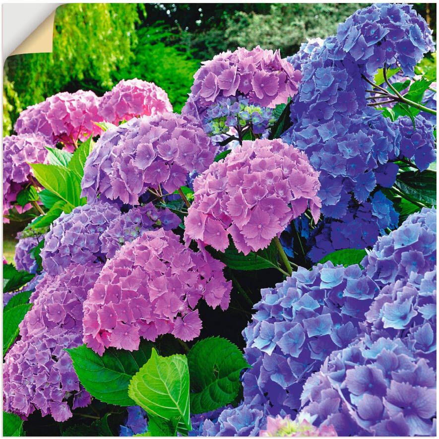 Artland Artprint Hortensia's in de tuin als artprint van aluminium artprint voor buiten artprint op linnen poster muursticker - Foto 4