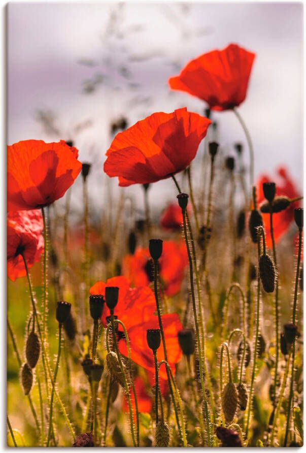 Artland Artprint Klaprozen in ochtendlicht als artprint van aluminium artprint voor buiten artprint op linnen poster in verschillende maten. maten - Foto 5