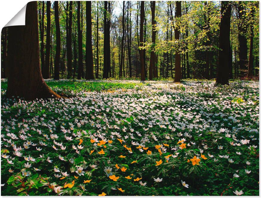 Artland Artprint Lentebos bedekt met anemonen als artprint op linnen poster in verschillende formaten maten