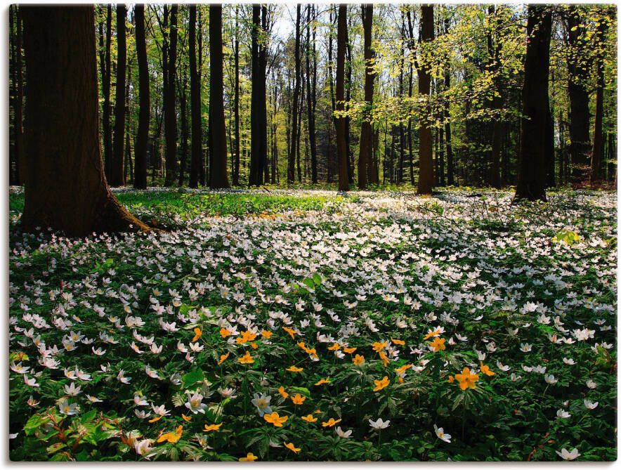 Artland Artprint Lentebos bedekt met anemonen als artprint op linnen poster in verschillende formaten maten