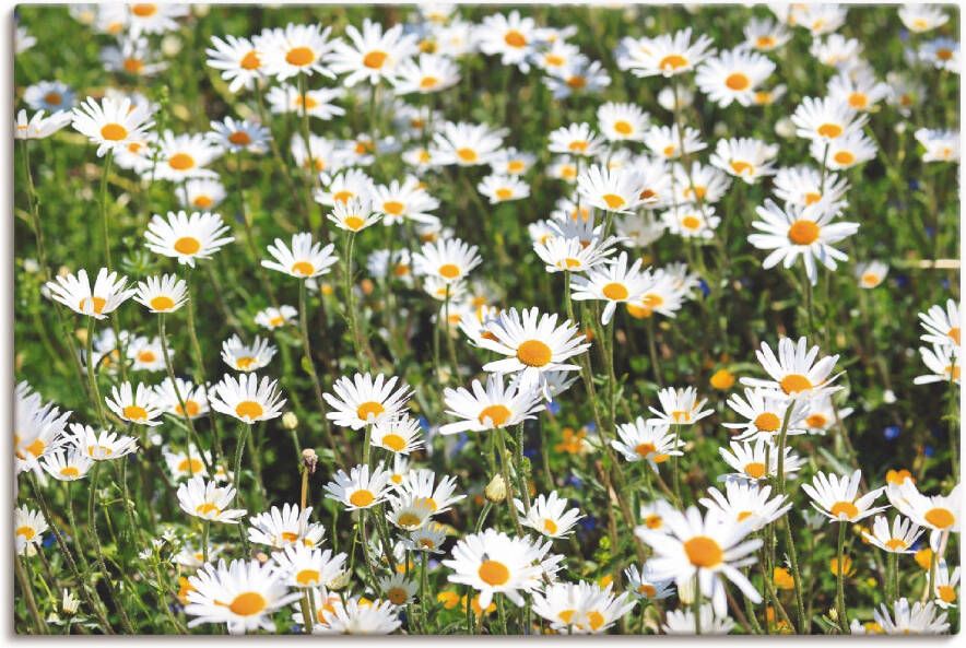 Artland Artprint Madeliefje als artprint van aluminium artprint voor buiten artprint op linnen in verschillende maten - Foto 8