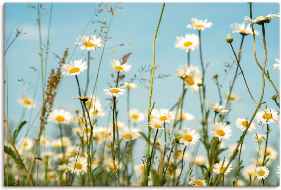 Artland Artprint Margrieten voor zomer hemel als artprint op linnen muursticker in verschillende maten - Foto 4