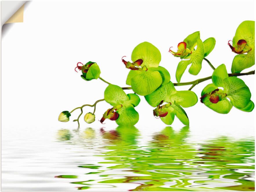 Artland Artprint Mooie orchidee met groene achtergrond als artprint op linnen muursticker in verschillende maten