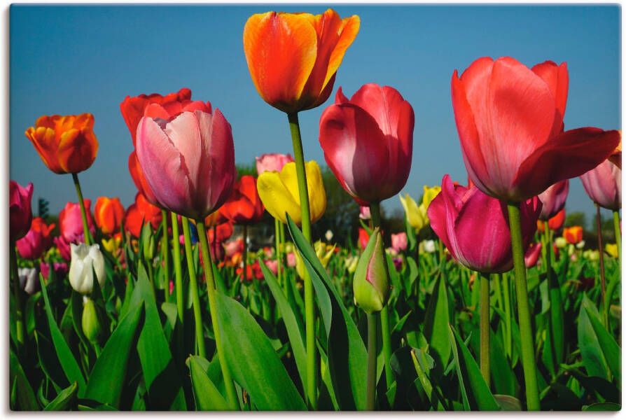 Artland Artprint op linnen Kleurrijk tulpenveld gespannen op een spieraam - Foto 1