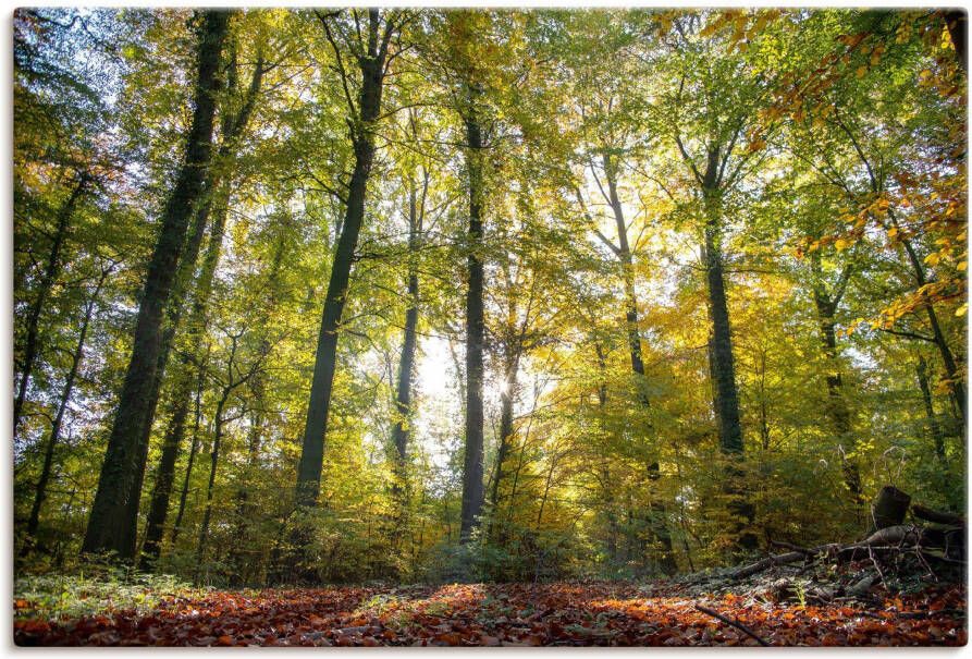 Artland Artprint op linnen Loofbos in de herfst - Foto 6