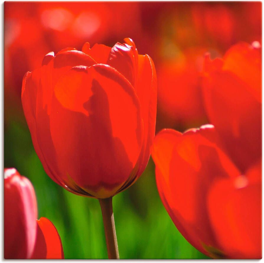 Artland Artprint op linnen Rode tulpen in de zon gespannen op een spieraam - Foto 1