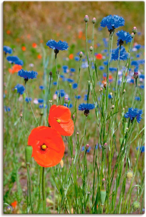 Artland Artprint op linnen Weide met klaprozen en korenbloemen - Foto 3