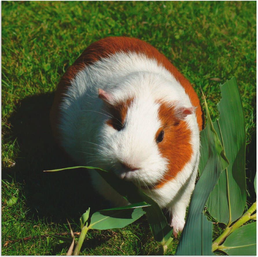 Artland Artprint Oranje witte cavia als artprint van aluminium artprint voor buiten artprint op linnen in verschillende maten - Foto 5