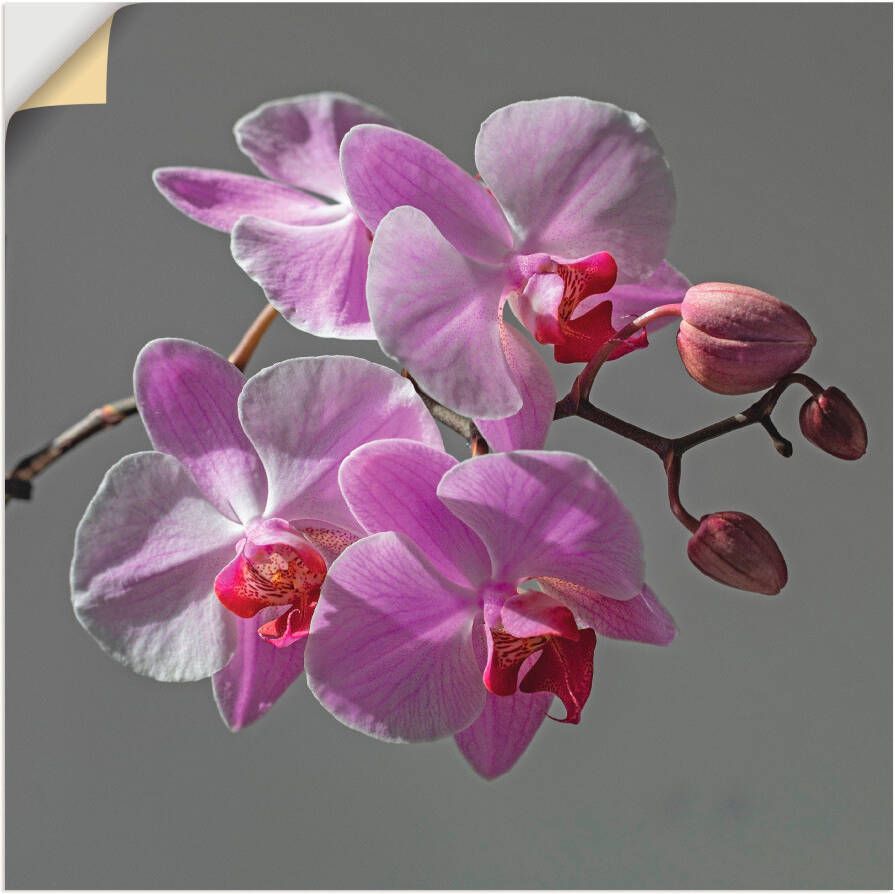 Artland Artprint Orchideeën Droom als artprint op linnen muursticker in verschillende maten