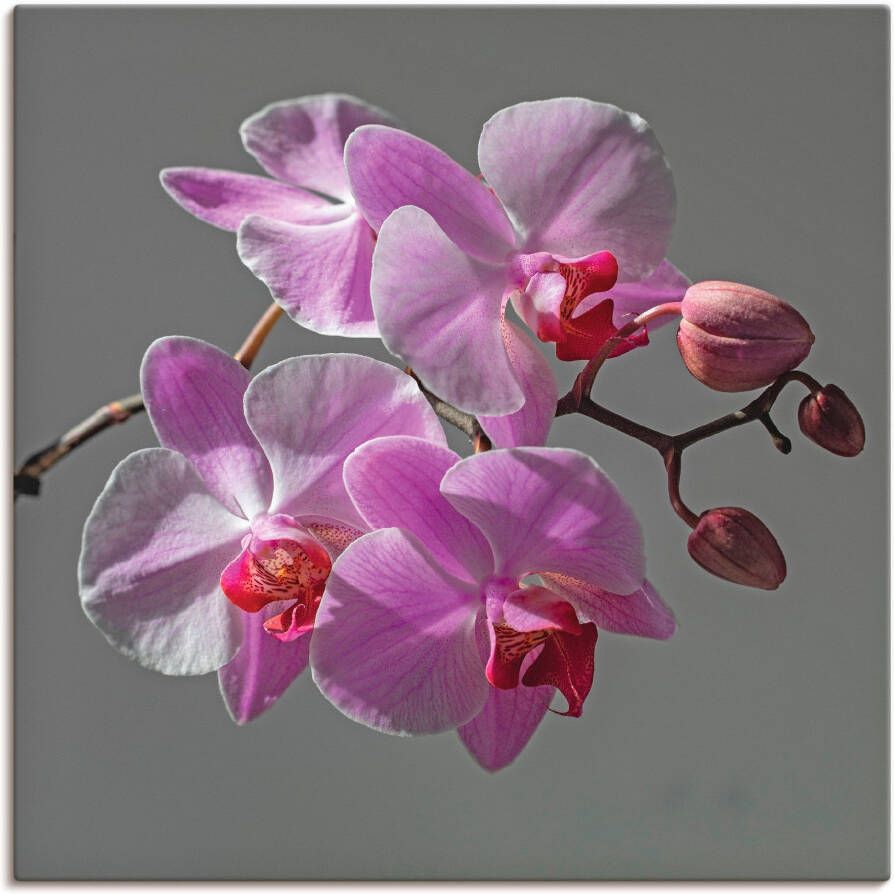 Artland Artprint Orchideeën Droom als artprint op linnen muursticker in verschillende maten