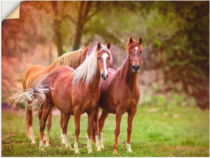 Artland Artprint Paarden in de velden I als artprint op linnen poster muursticker in verschillende maten - Foto 3