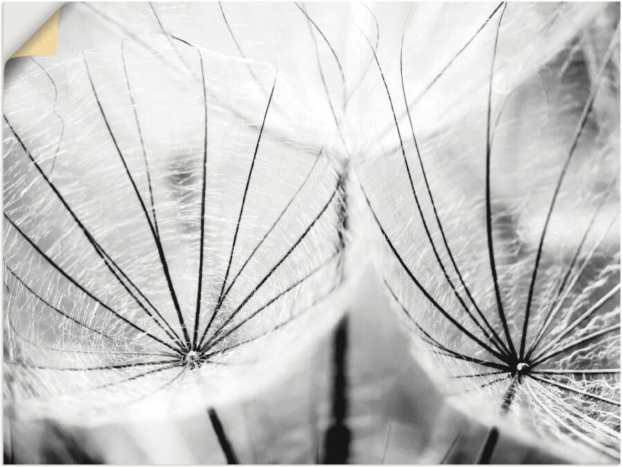 Artland Artprint Pluizenbol in zwart-wit als artprint van aluminium artprint voor buiten artprint op linnen poster muursticker - Foto 3