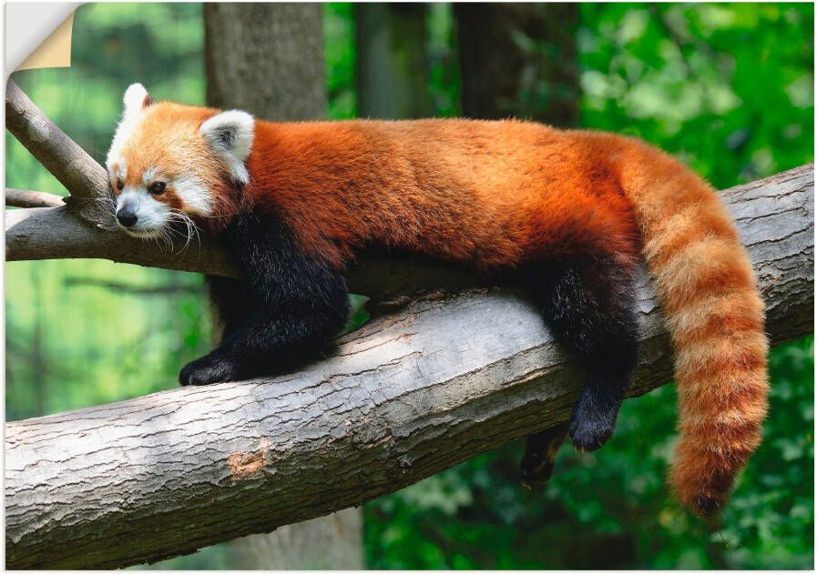 Artland Artprint Rode panda als poster muursticker in verschillende maten - Foto 4