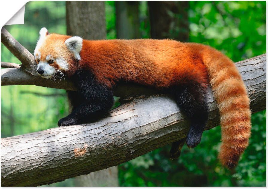 Artland Artprint Rode panda als poster muursticker in verschillende maten - Foto 4