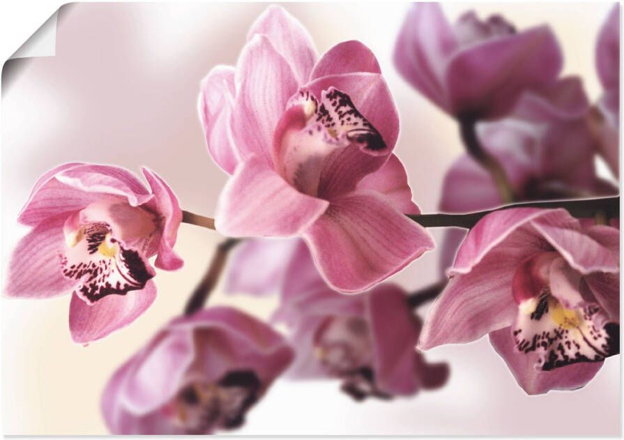 Artland Artprint Roze orchidee als artprint van aluminium artprint voor buiten artprint op linnen poster muursticker - Foto 4