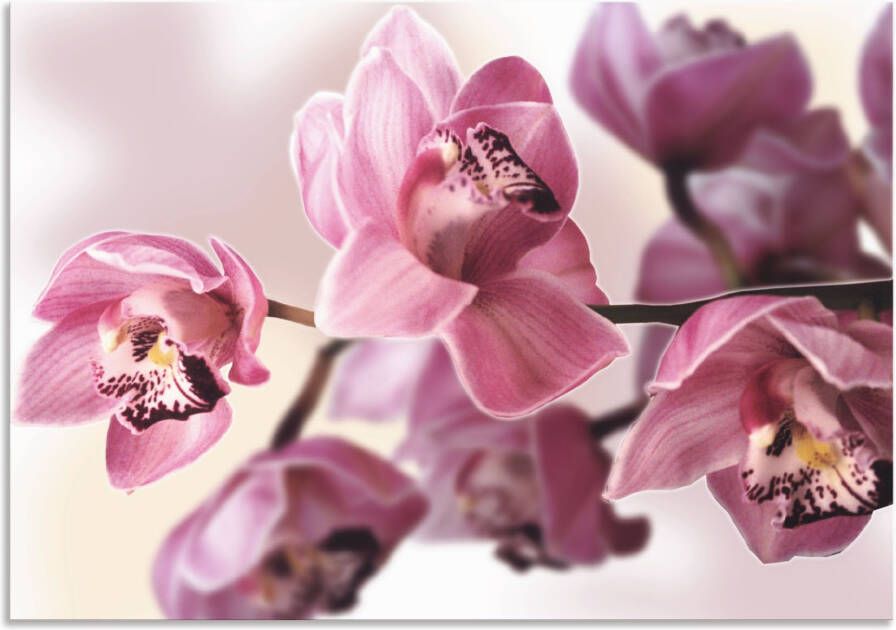 Artland Artprint Roze orchidee als artprint van aluminium artprint voor buiten artprint op linnen poster muursticker - Foto 5
