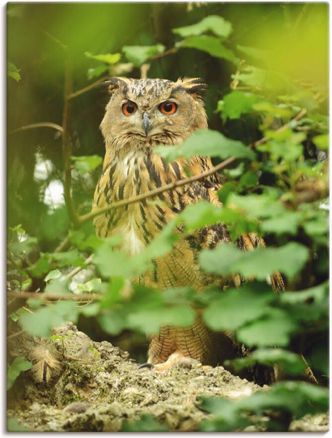 Artland Artprint op linnen Vogel oehoe