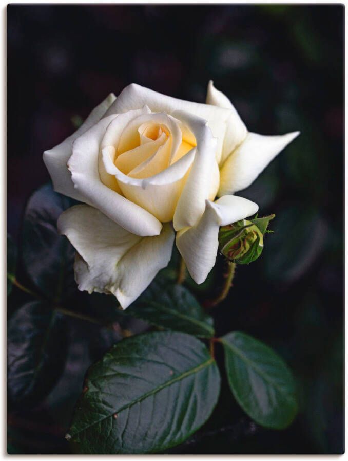 Artland Artprint Wit-gele roos als artprint op linnen poster in verschillende formaten maten - Foto 1