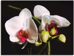 Artland Artprint Witte orchidee in vele afmetingen & productsoorten -artprint op linnen poster muursticker wandfolie ook geschikt voor de badkamer (1 stuk)