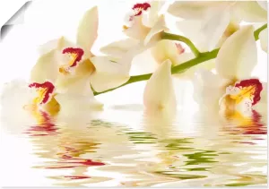 Artland Artprint Witte orchidee met waterreflectie in vele afmetingen & productsoorten -artprint op linnen poster muursticker wandfolie ook geschikt voor de badkamer (1 stuk)