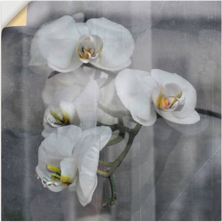Artland Artprint Witte orchideeën white orchidee als artprint op linnen muursticker in verschillende maten - Foto 5