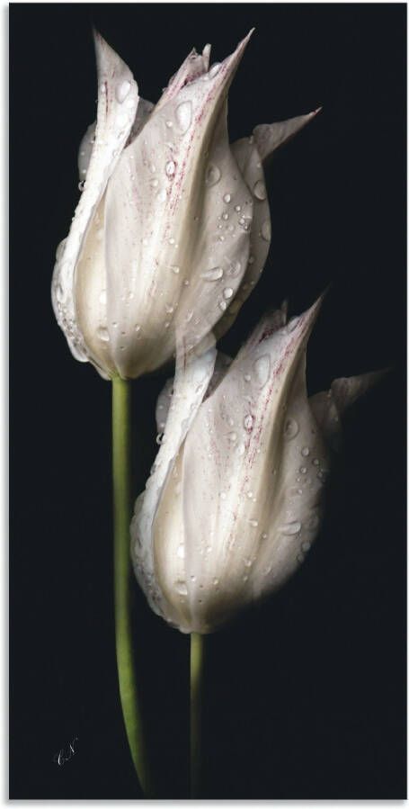 Artland Artprint Witte tulpen in de nacht als artprint van aluminium artprint voor buiten artprint op linnen poster muursticker - Foto 5