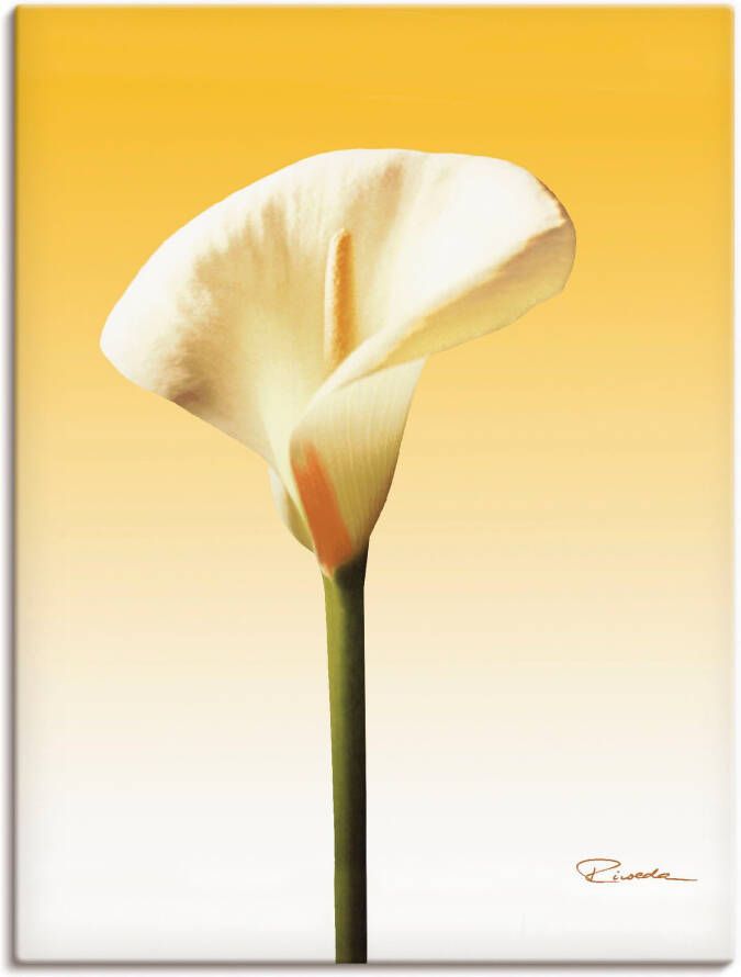 Artland Artprint Zonneschijn calla II als artprint op linnen poster in verschillende formaten maten - Foto 4