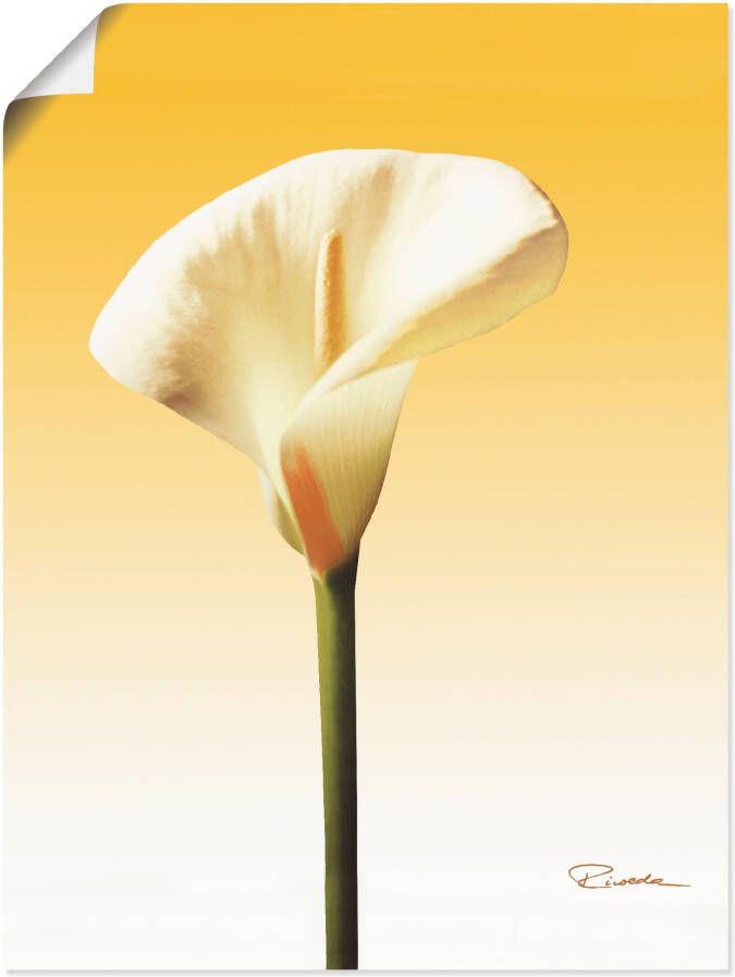 Artland Artprint Zonneschijn calla II als artprint op linnen poster in verschillende formaten maten - Foto 4