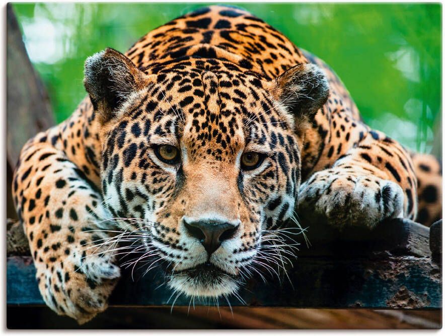 Artland Artprint op linnen Zuid-Amerikaanse jaguar