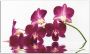 Artland Keukenwand Vlinderorchidee Aluminium spatscherm met plakband gemakkelijke montage - Thumbnail 1