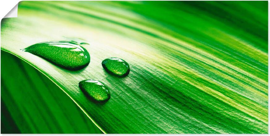 Artland Poster Close-up van een groen plantenblad als artprint op linnen muursticker of poster in verschillende maten - Foto 8