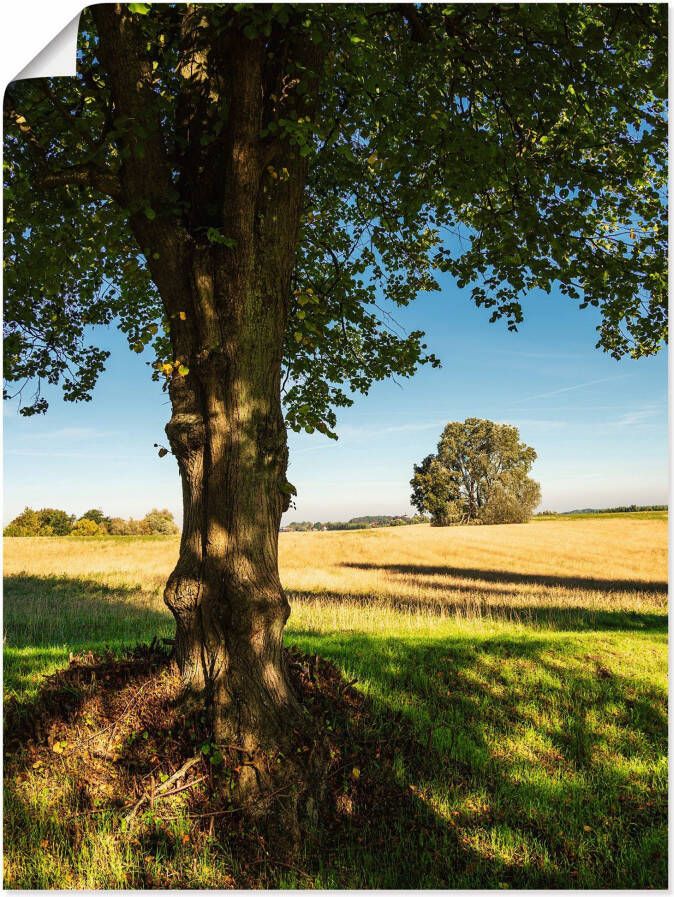 Artland Poster Veld en bomen bij Hohen Demzin als artprint van aluminium artprint op linnen muursticker of poster in verschillende maten