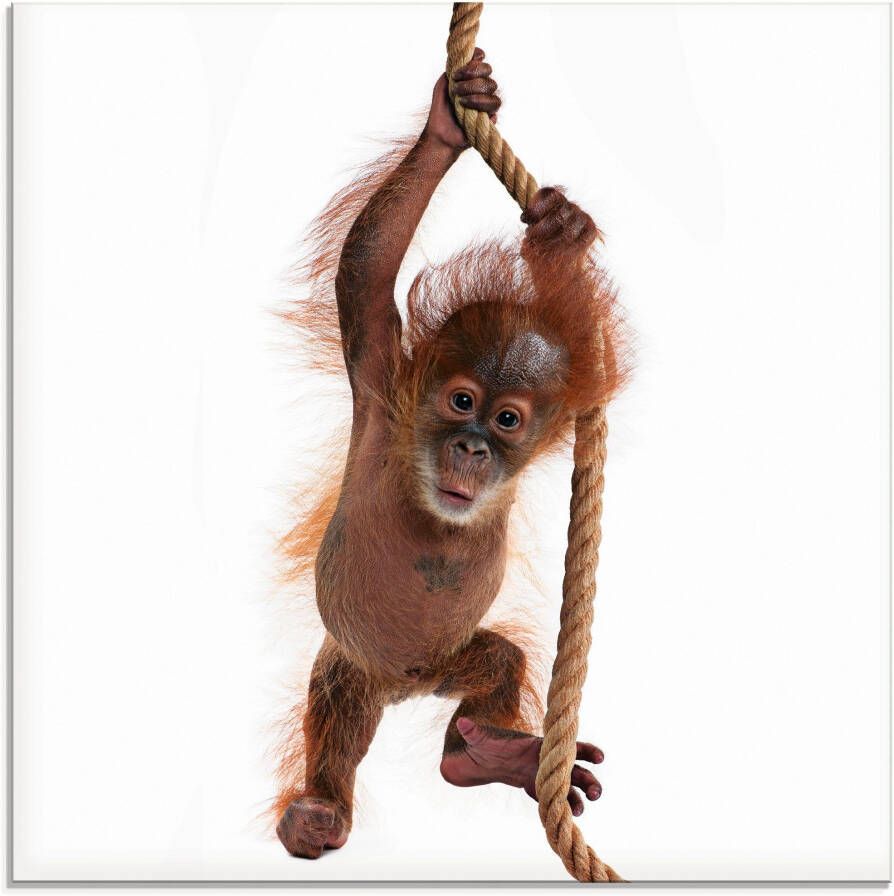 Artland Print op glas Baby Sumatra orang oetan hangt aan het touw - Foto 3