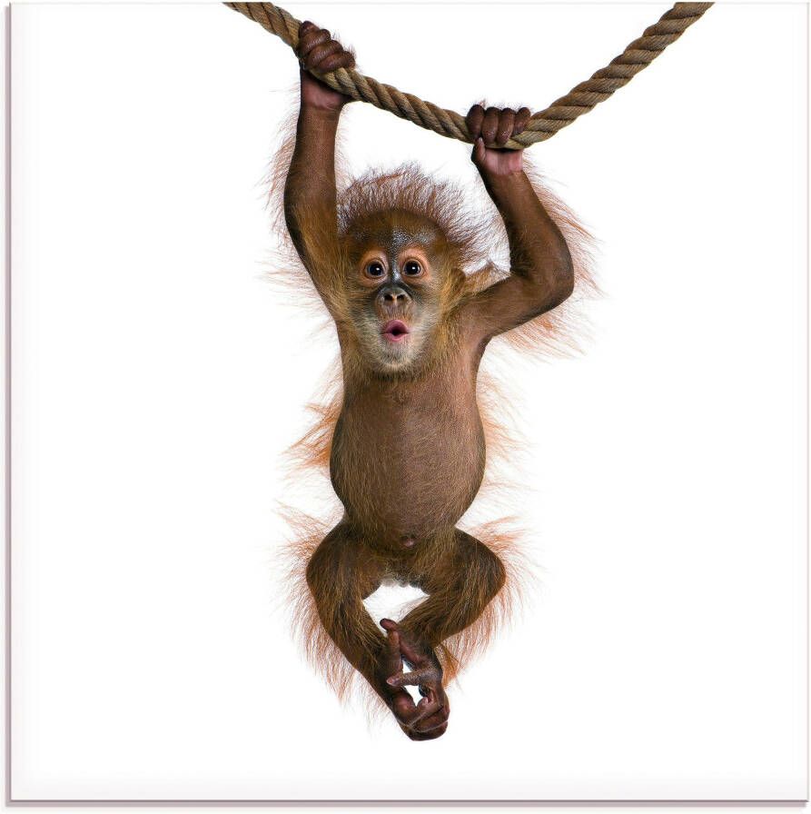 Artland Print op glas Baby Sumatra orang oetan hangt aan het touw - Foto 3