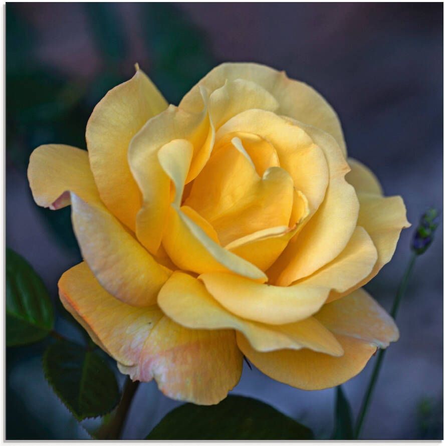 Artland Print op glas Gele roos in verschillende maten - Foto 4