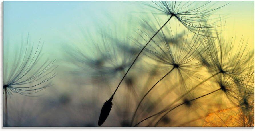 Artland Print op glas Goudkleurige zonsondergang en paardenbloemen - Foto 5
