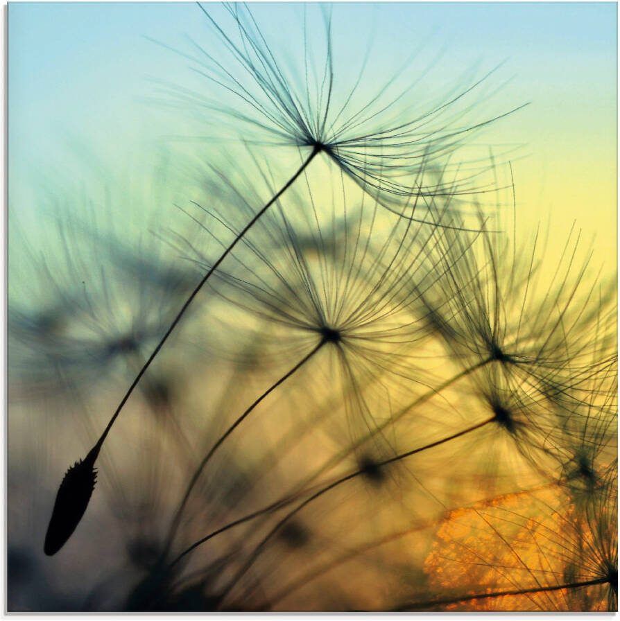 Artland Print op glas Goudkleurige zonsondergang en paardenbloemen - Foto 5