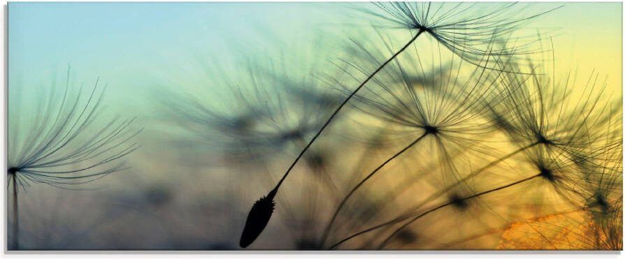 Artland Print op glas Goudkleurige zonsondergang en paardenbloemen - Foto 5
