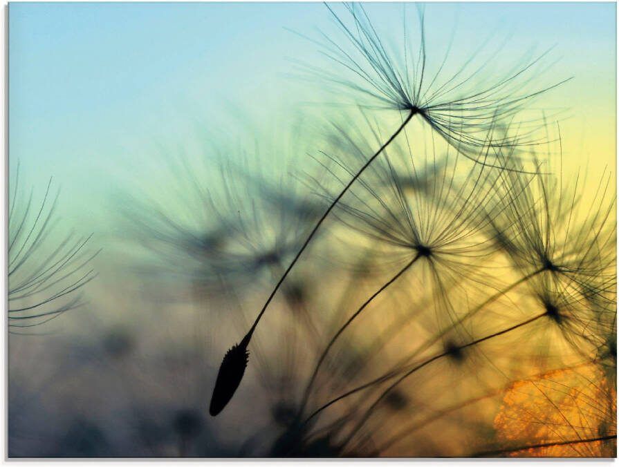 Artland Print op glas Goudkleurige zonsondergang en paardenbloemen - Foto 5