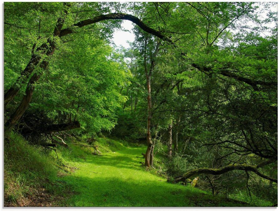 Artland Print op glas Groene weg door het bos - Foto 4