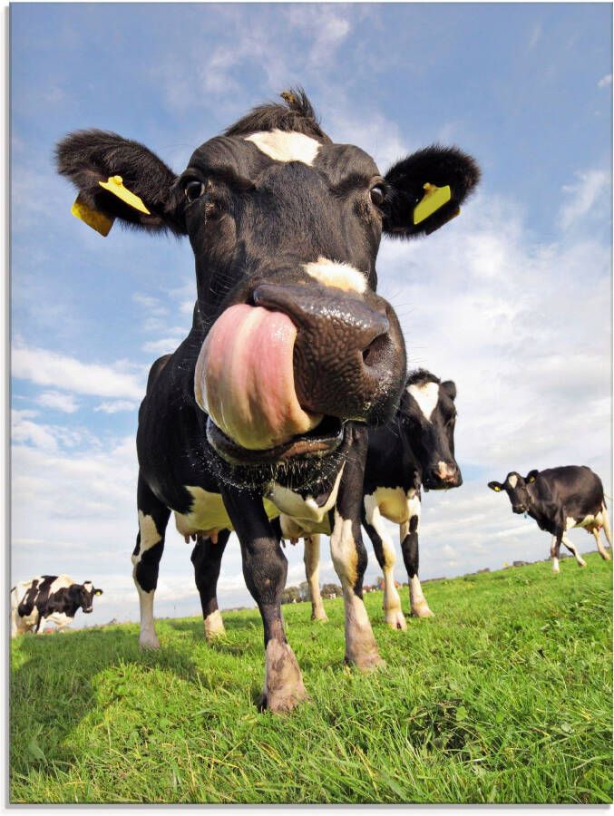 Artland Print op glas Holstein-koe met enorme tong - Foto 3