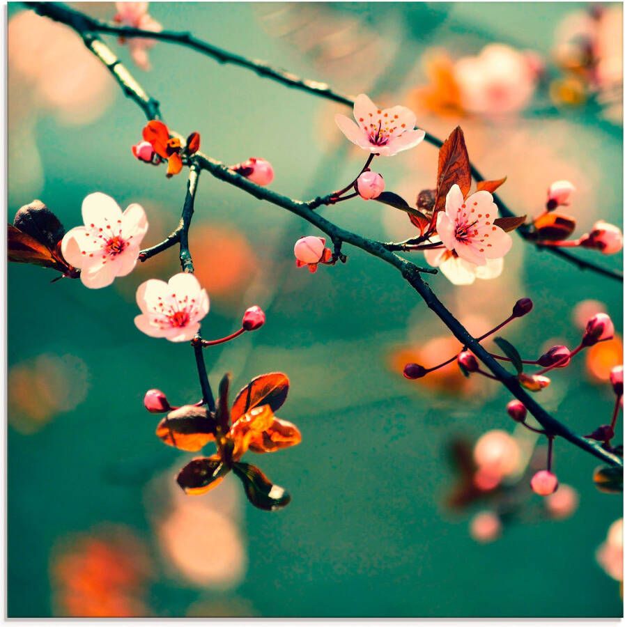 Artland Print op glas Japanse kers Sakura bloemen - Foto 3