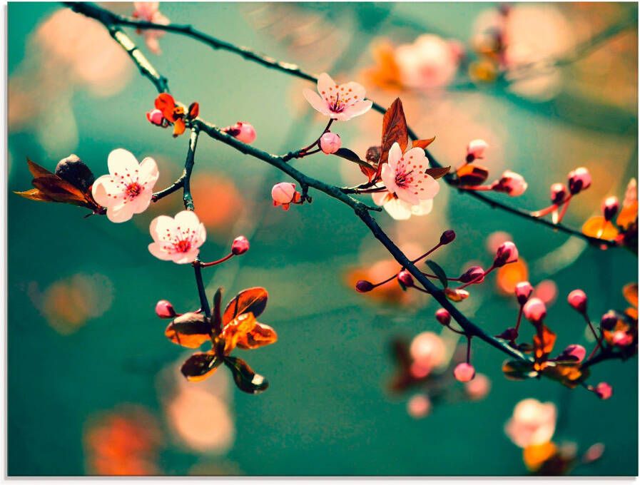 Artland Print op glas Japanse kers Sakura bloemen - Foto 3