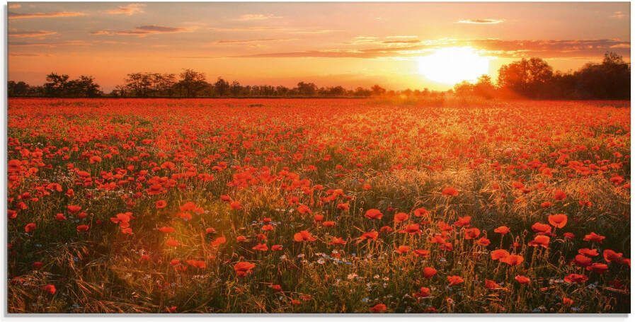Artland Print op glas Klaprozenveld bij zonsondergang - Foto 5