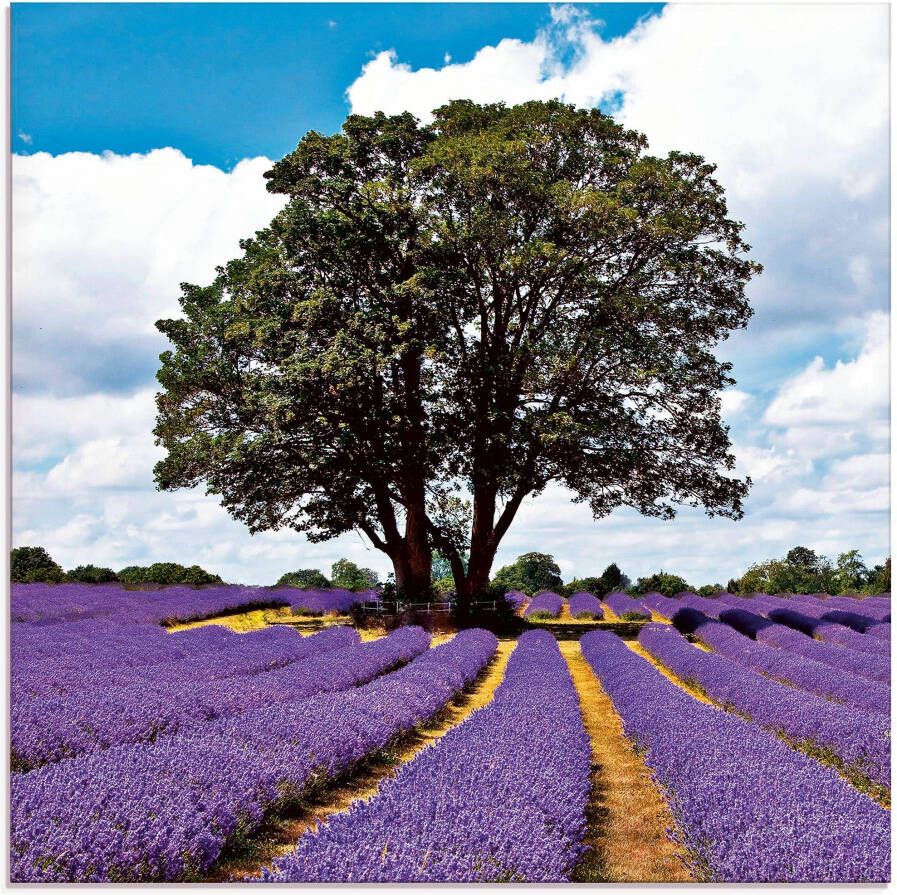 Artland Print op glas Mooi lavendelveld in de zomer - Foto 3