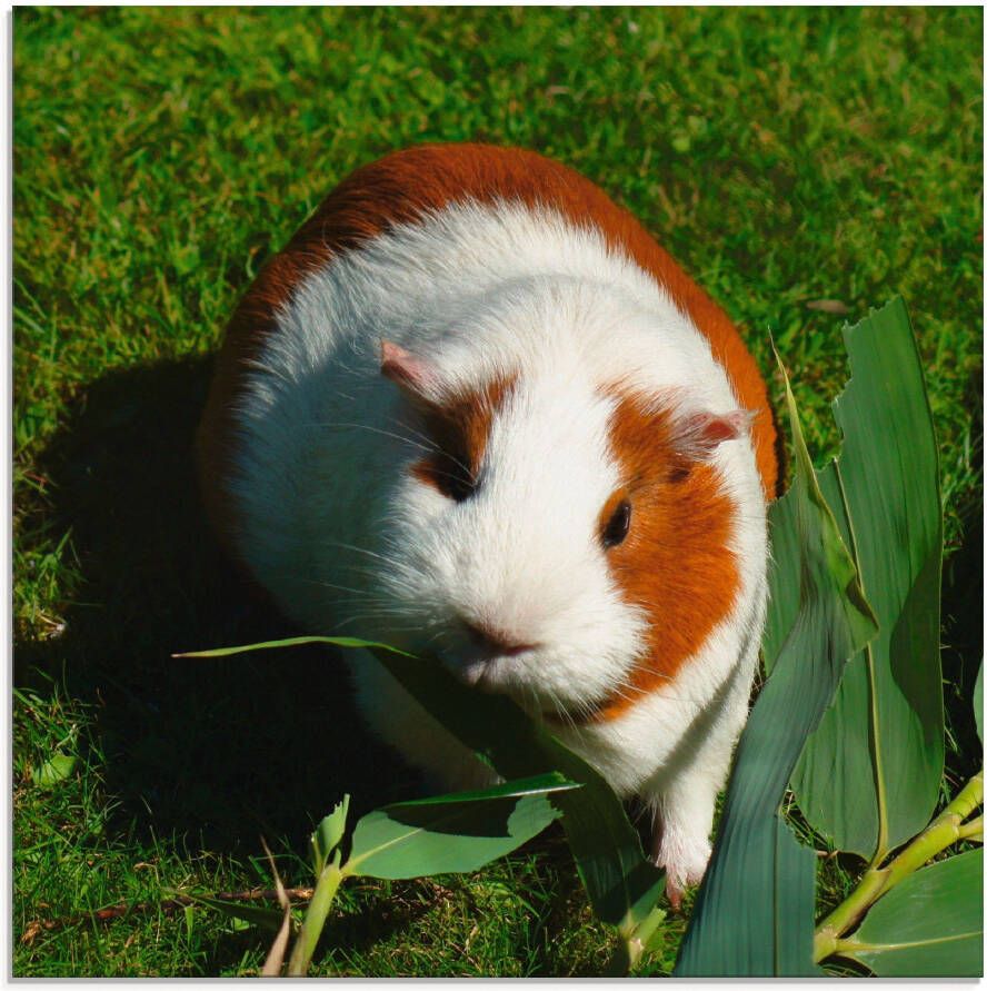 Artland Print op glas Oranje witte cavia in verschillende maten - Foto 4