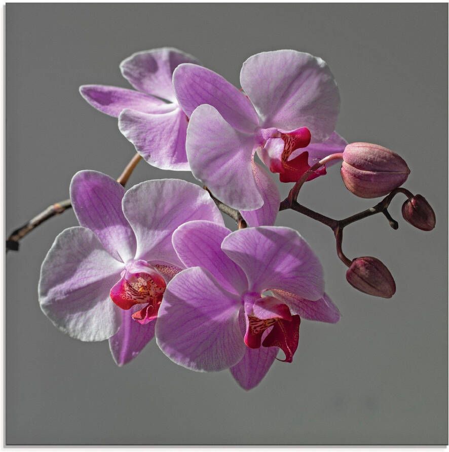 Artland Print op glas Orchideeën Droom in verschillende maten - Foto 4