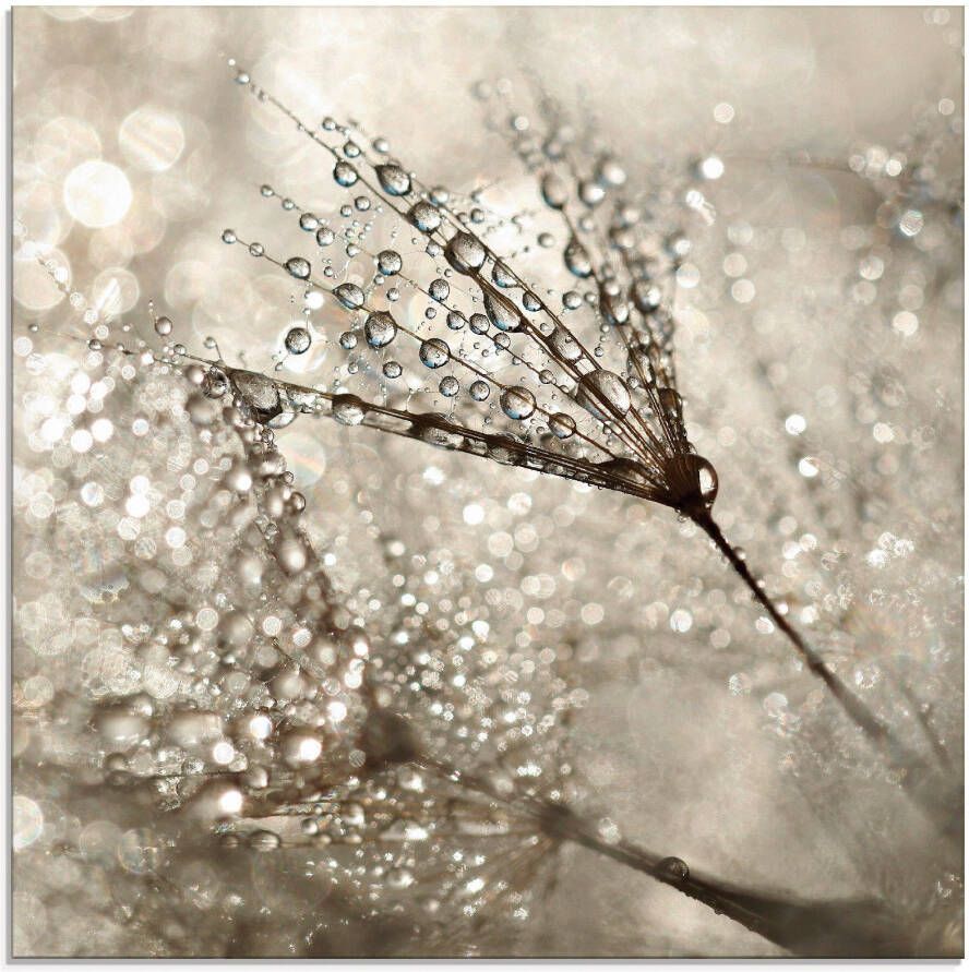 Artland Print op glas Paardebloem dauwdruppels I - Foto 2